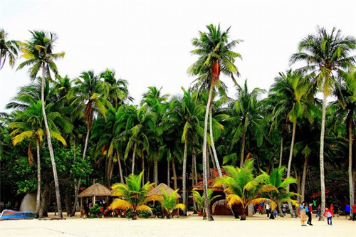 加盟蜜壳椰子鸡火锅会亏本吗，加盟蜜壳椰子鸡火锅教技术吗